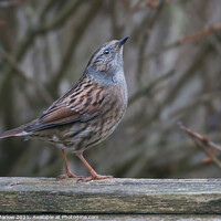 Buy canvas prints of Serene Dunnock in Majestic Environment by Simon Marlow