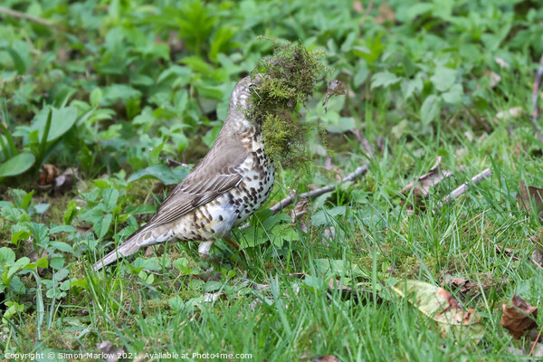 Mistle Thrush gathering nesting material Picture Board by Simon Marlow