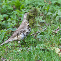 Buy canvas prints of Mistle Thrush gathering nesting material by Simon Marlow