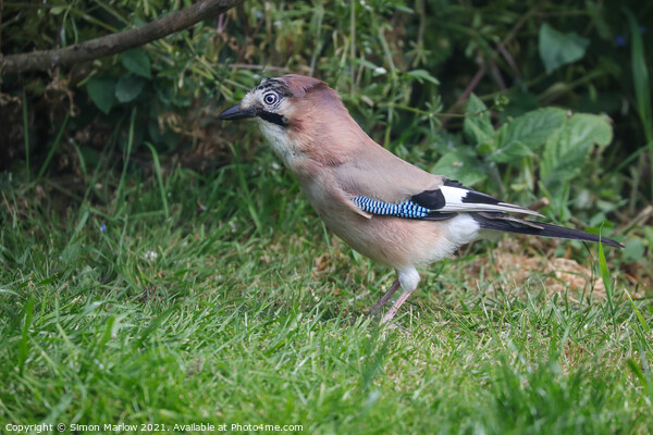 Jay on grass Picture Board by Simon Marlow