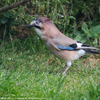 Buy canvas prints of Jay on grass by Simon Marlow