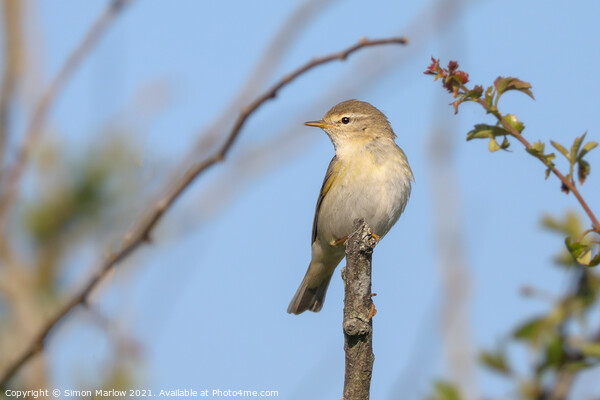 ChiffChaff perched on a tree branch Picture Board by Simon Marlow