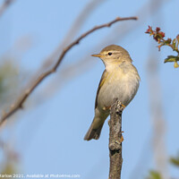 Buy canvas prints of ChiffChaff perched on a tree branch by Simon Marlow