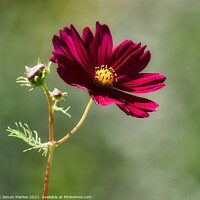 Buy canvas prints of Enchanting Cosmos Bloom by Simon Marlow