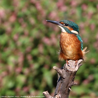Buy canvas prints of Kingfisher by Simon Marlow