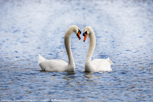 Swan during their courtship ritual Picture Board by Simon Marlow