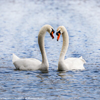 Buy canvas prints of Swan during their courtship ritual by Simon Marlow