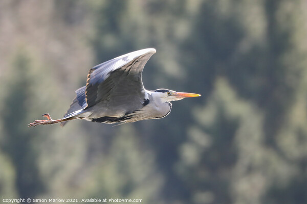 Majestic Grey Heron in Flight Picture Board by Simon Marlow