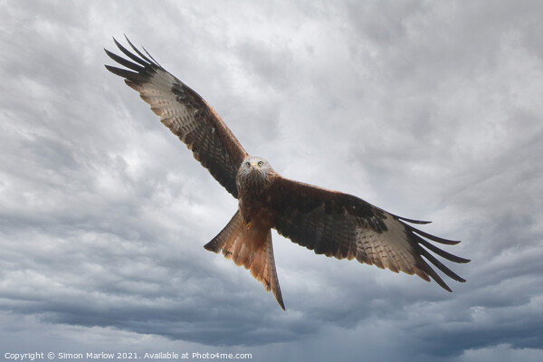Majestic Red Kite Soaring Through Shropshire Skies Picture Board by Simon Marlow