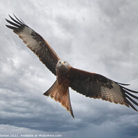 Buy canvas prints of Majestic Red Kite Soaring Through Shropshire Skies by Simon Marlow