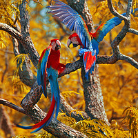 Buy canvas prints of Red-and-green Macaw Couple by Brutty Fontana