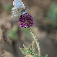 Buy canvas prints of Butterfly (Lycaenidae). Bandhavgarh National Park. by Víctor Suárez Naranjo