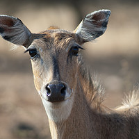 Buy canvas prints of Nilgai (Boselaphus tragocamelus). Female. Devalia. by Víctor Suárez Naranjo