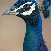 Buy canvas prints of Indian peafowl (Pavo cristatus). Male (peacock).  by Víctor Suárez Naranjo