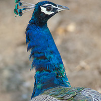 Buy canvas prints of Indian peafowl (Pavo cristatus). Male (peacock).  by Víctor Suárez Naranjo