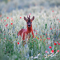 Buy canvas prints of Roe Deer in the Poppy Field by Dave Newman