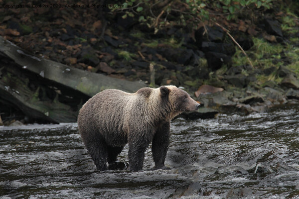 Bears in Alaska Picture Board by Arun 