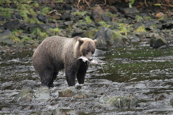 Bears in Alaska Picture Board by Arun 