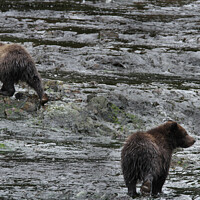 Buy canvas prints of Bears in Alaska by Arun 