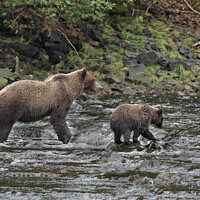 Buy canvas prints of Bears in Alaska by Arun 