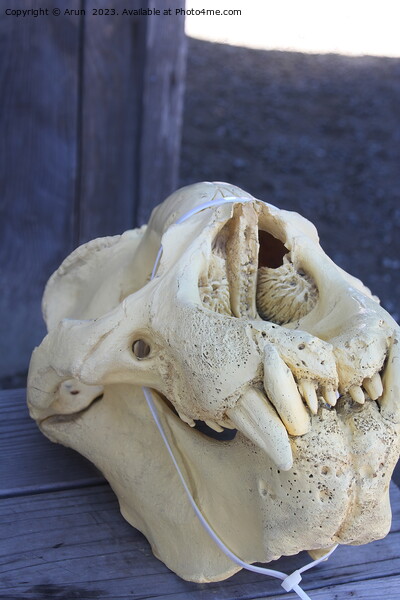 Elephant Seals  skull at Ano Nuevo California Picture Board by Arun 