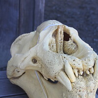 Buy canvas prints of Elephant Seals  skull at Ano Nuevo California by Arun 