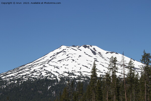 Mount Bachelor in Deschutes Wilderness, Oregon Picture Board by Arun 