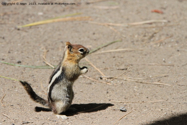 Chipmunks at bend wildlife preserve Picture Board by Arun 