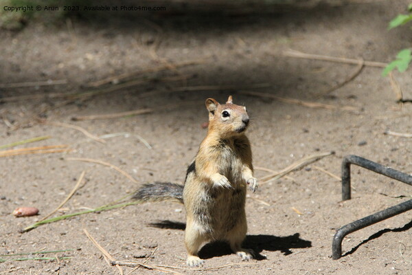 Chipmunks at bend wildlife preserve Picture Board by Arun 