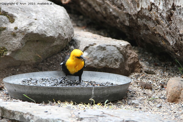 Yellow headed blackbird sitting on a rock  Picture Board by Arun 
