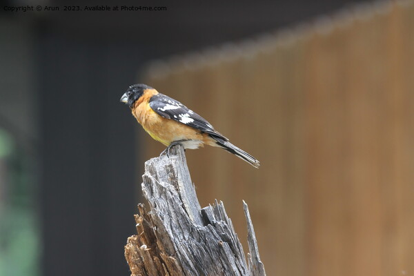 Bird sitting on a wooden stump Picture Board by Arun 