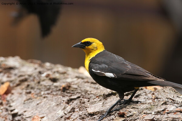 Yellow headed blackbirds Picture Board by Arun 