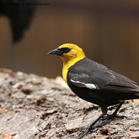 Buy canvas prints of Yellow headed blackbirds by Arun 