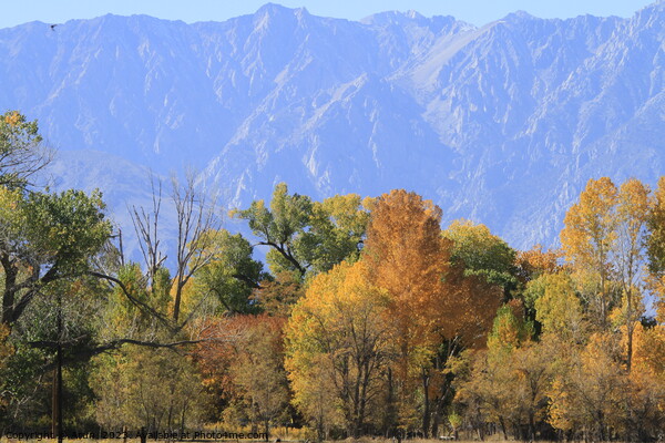 Trees changing colour in Eastern Sierras California Picture Board by Arun 