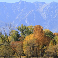 Buy canvas prints of Trees changing colour in Eastern Sierras California by Arun 