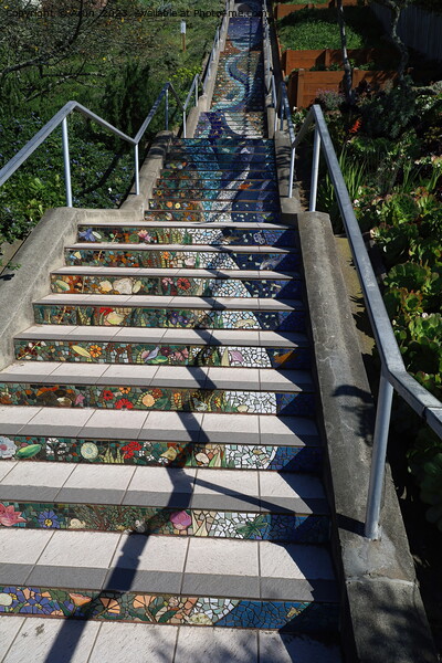 San francisco mosaic stairway Picture Board by Arun 