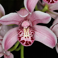 Buy canvas prints of Orchid at an exhibition by Arun 