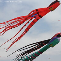 Buy canvas prints of Kite Festival by Arun 