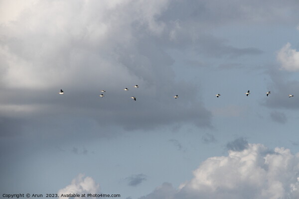 Flying Geese in San Joaquin Wildlife Preserve California Picture Board by Arun 
