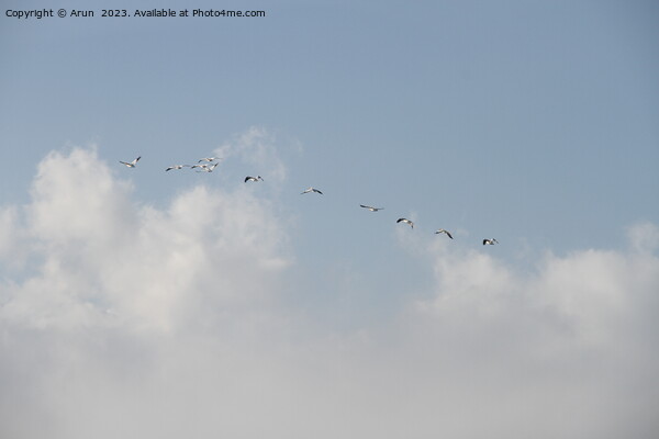 Flying Geese in San Joaquin Wildlife Preserve California Picture Board by Arun 