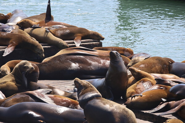 Seals in pier 39 in San Francisco Picture Board by Arun 