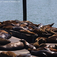 Buy canvas prints of Seals in pier 39 in San Francisco by Arun 
