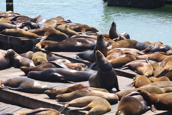 Seals in pier 39 in San Francisco Picture Board by Arun 