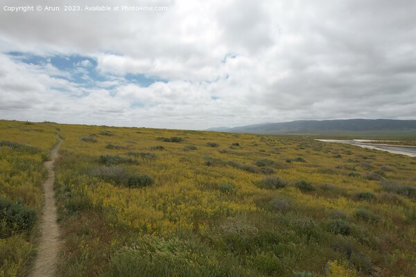 Wildflowers at Carrizo Plain National Monument and Soda lake Picture Board by Arun 