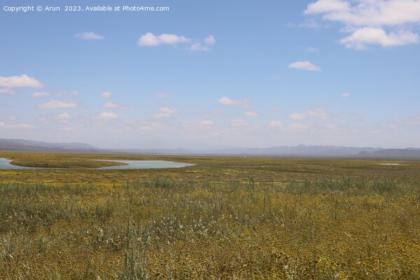 Wildflowers at Carrizo Plain National Monument and Soda lake Picture Board by Arun 