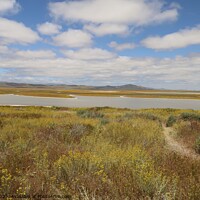 Buy canvas prints of Wildflowers at Carrizo Plain National Monument and Soda lake by Arun 