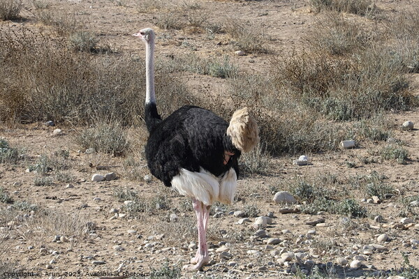 Ostrich and Emu  in Solvang, California Picture Board by Arun 