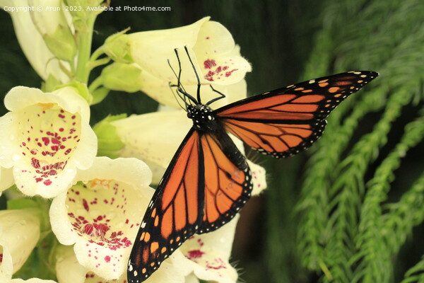 Butterfly on flower Picture Board by Arun 