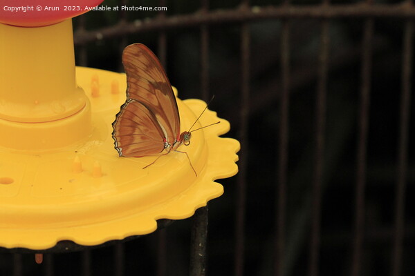 Butterfly on feeder Picture Board by Arun 