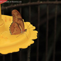 Buy canvas prints of Butterfly on feeder by Arun 
